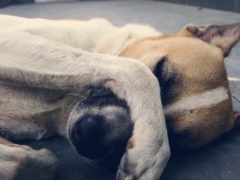 dog covering face paw